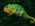 Chameleon Furcifer pardalis Ambilobe